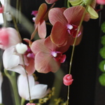 ニューイヤーアレンジメントお申し込み受付終了しました。