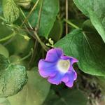 ⭐️ブログ更新しました⭐️朝顔が咲いた