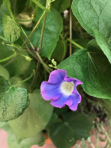 ⭐️ブログ更新しました⭐️朝顔が咲いた